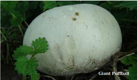 Foraging experiences wild food uk Giant puffball