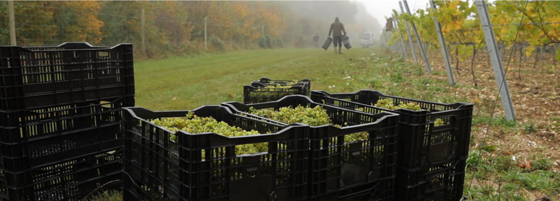 Hattingley Valley Grape Harvest