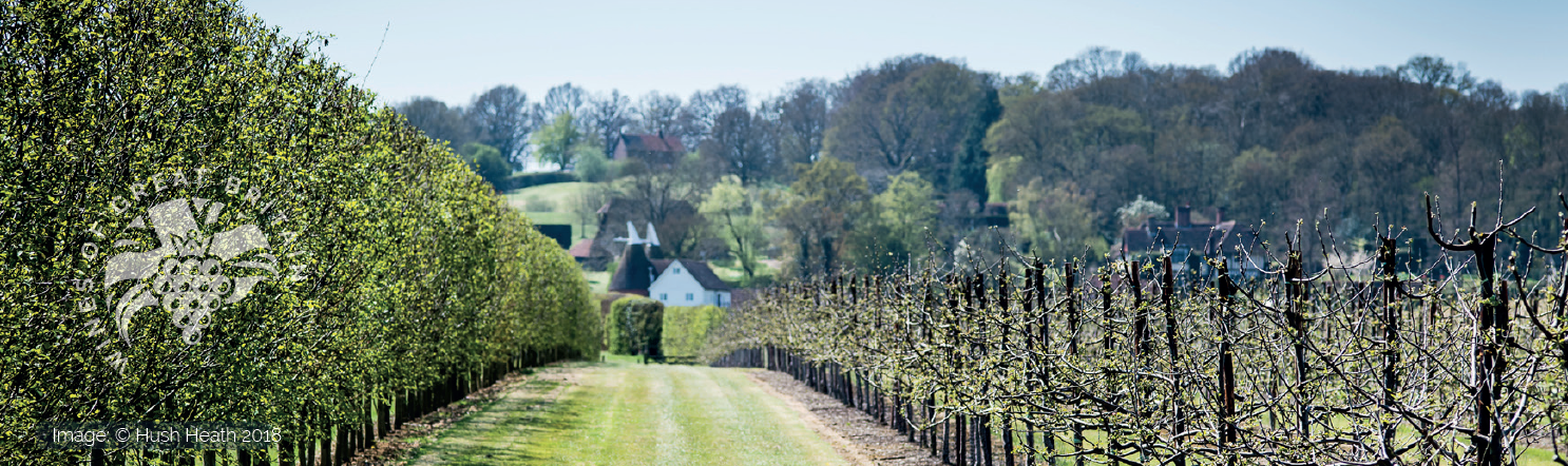 Wines of Great Britain insights into the growth of the domestic market