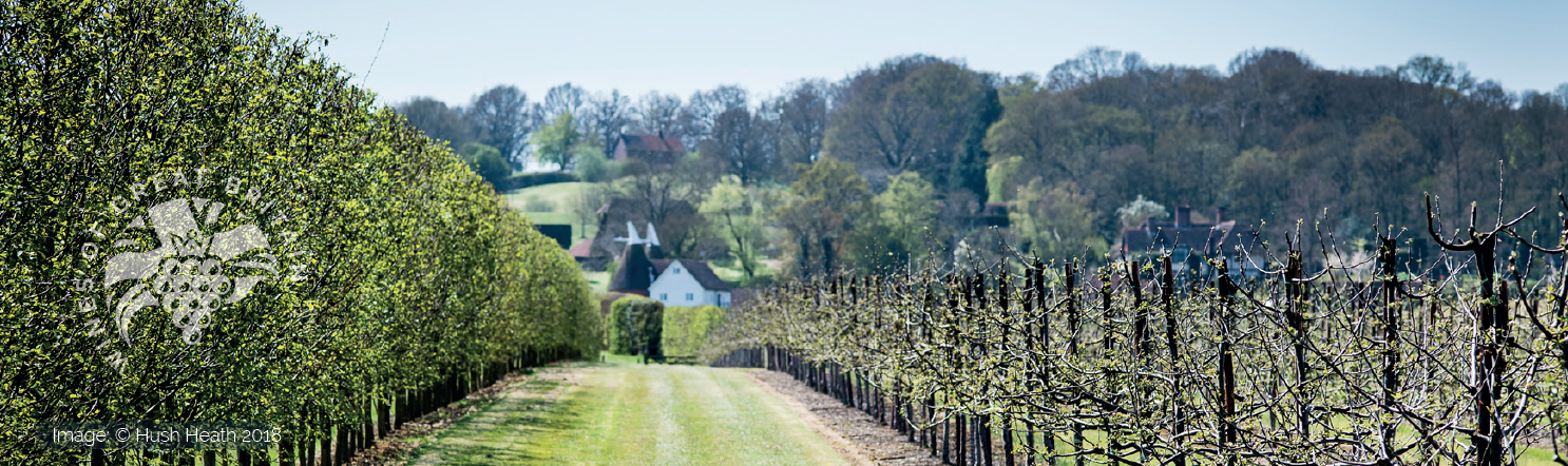 Wines of GB Vineyard