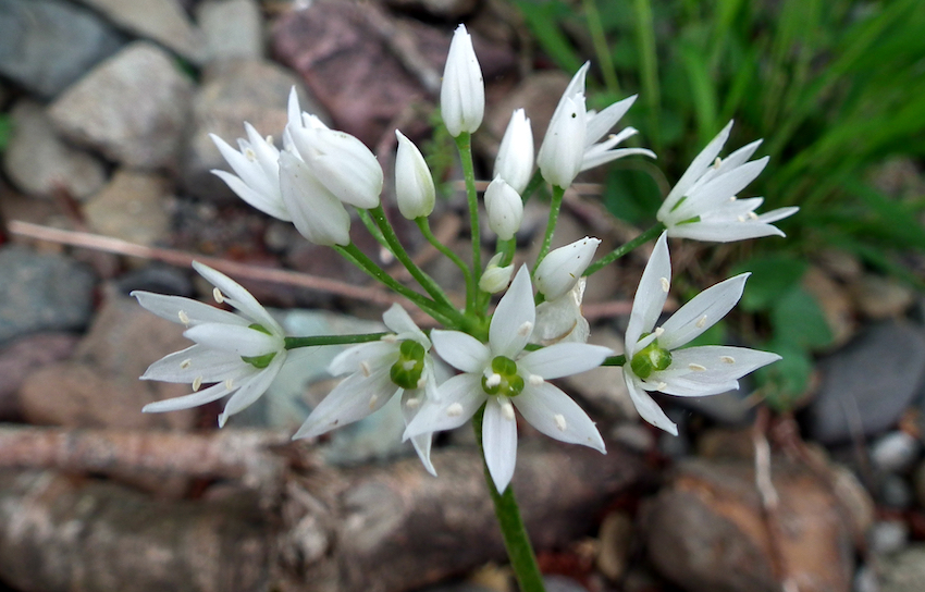 Wild Garlic Foraging Experiences