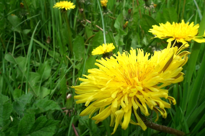 The Positive – and Surprising – Uses for Dandelions