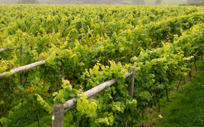 The sparkling rise of English wine