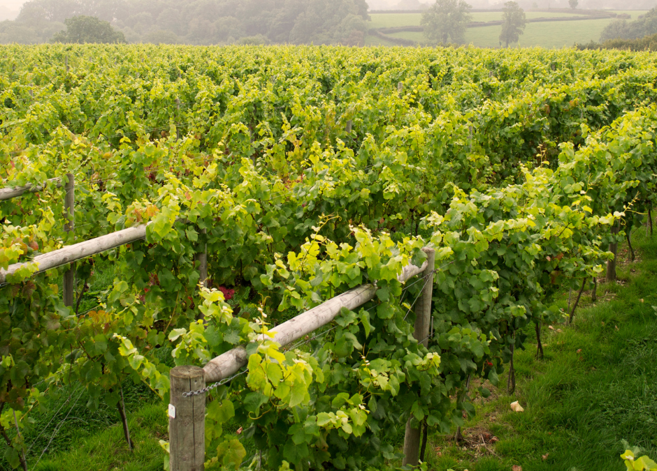 The sparkling rise of English wine