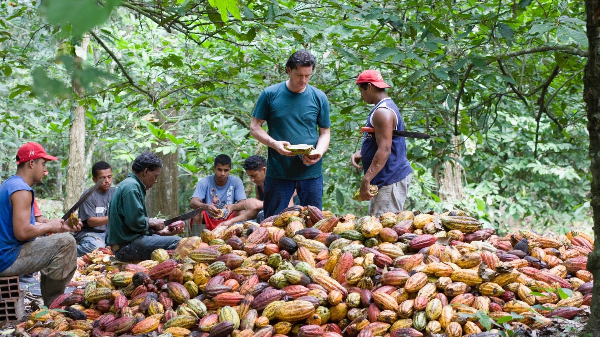Willies Cacao Pod Selecting